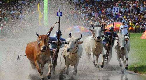 Hội đua bò bảy núi - Lễ hội du lịch An Giang