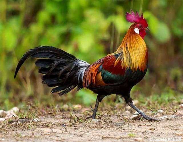 Những loài gà hoang dã đẹp nhất Việt Nam