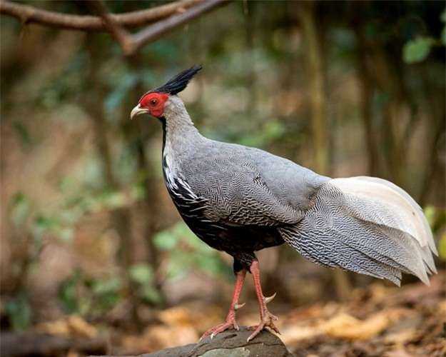 Những loài gà hoang dã đẹp nhất Việt Nam