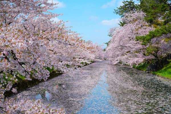 Thời tiết khi du học Nhật Bản kỳ tháng 4 là rất thuận lợi
