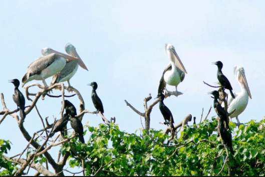Vườn chim Bạc Liêu là nơi sinh sống của rất nhiều loài thực vật và động vật