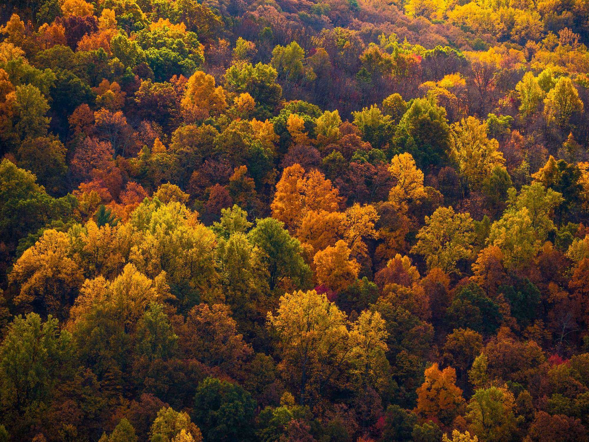 Ngắm phong cảnh đẹp đến ngoạn mục của những khu rừng vào mùa thu