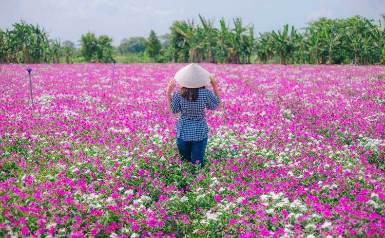 cánh đồng hoa Dừa Cạn An Giang