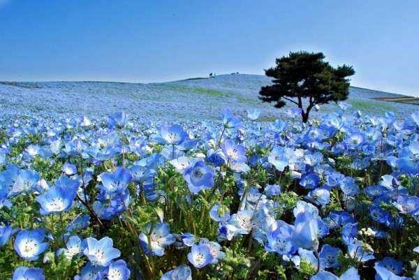 Top 10 vườn hoa đẹp nhất thế giới bạn nên đến một lần trong đời - Toplist.vn