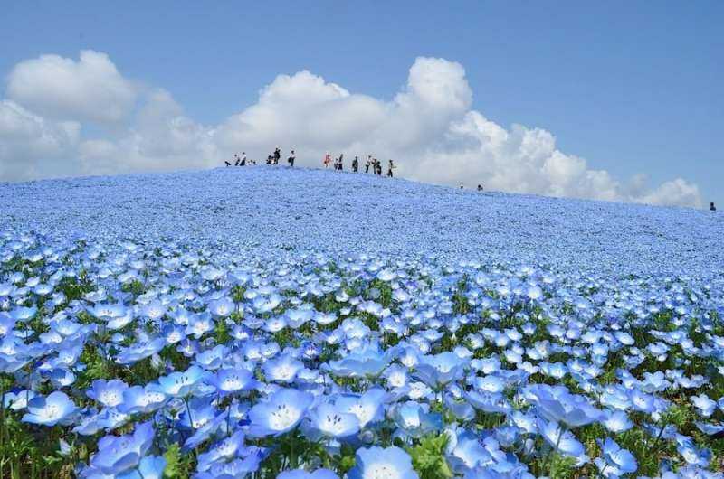 Top 10 vườn hoa đẹp nhất thế giới bạn nên đến một lần trong đời - Toplist.vn