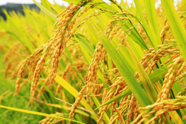 Đồng bằng sông Cửu Long được biết đến là vựa lúa lớn nhất cả nước