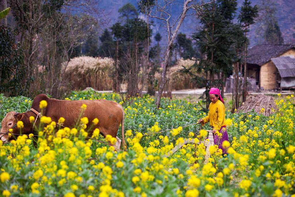 Mùa hoa cải vàng rực rỡ ở Hà Giang. Hình: Sưu tầm