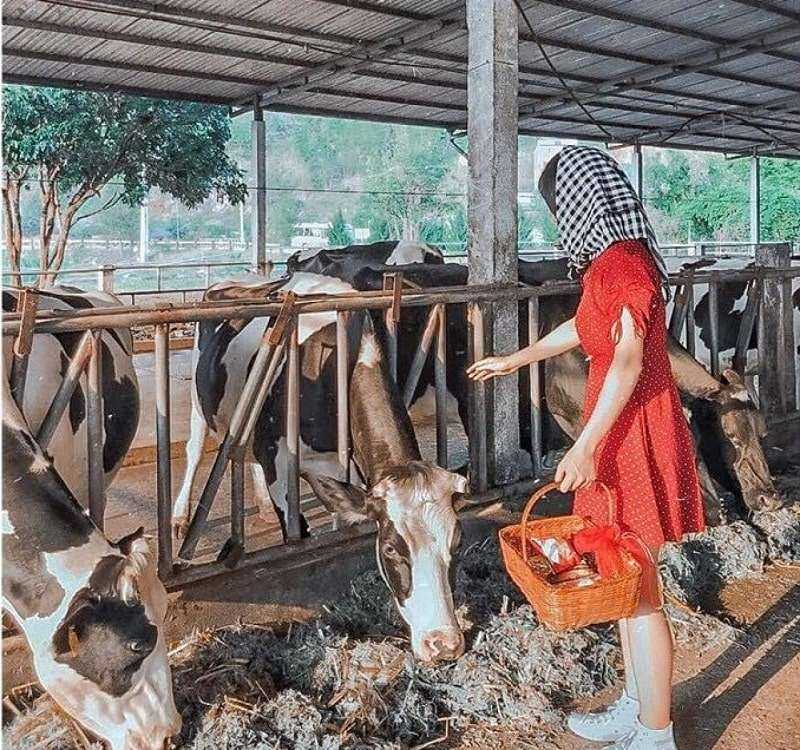 Trang trại bò sữa ở Mộc Châu. Hình: Sưu tầm