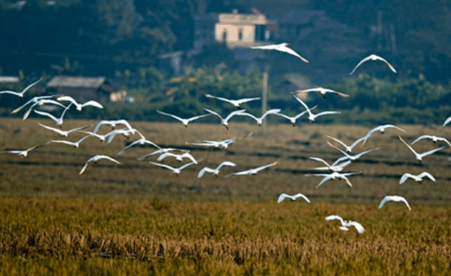 Hình ảnh đàn cò trắng tung cánh bay lượn trên cánh đồng