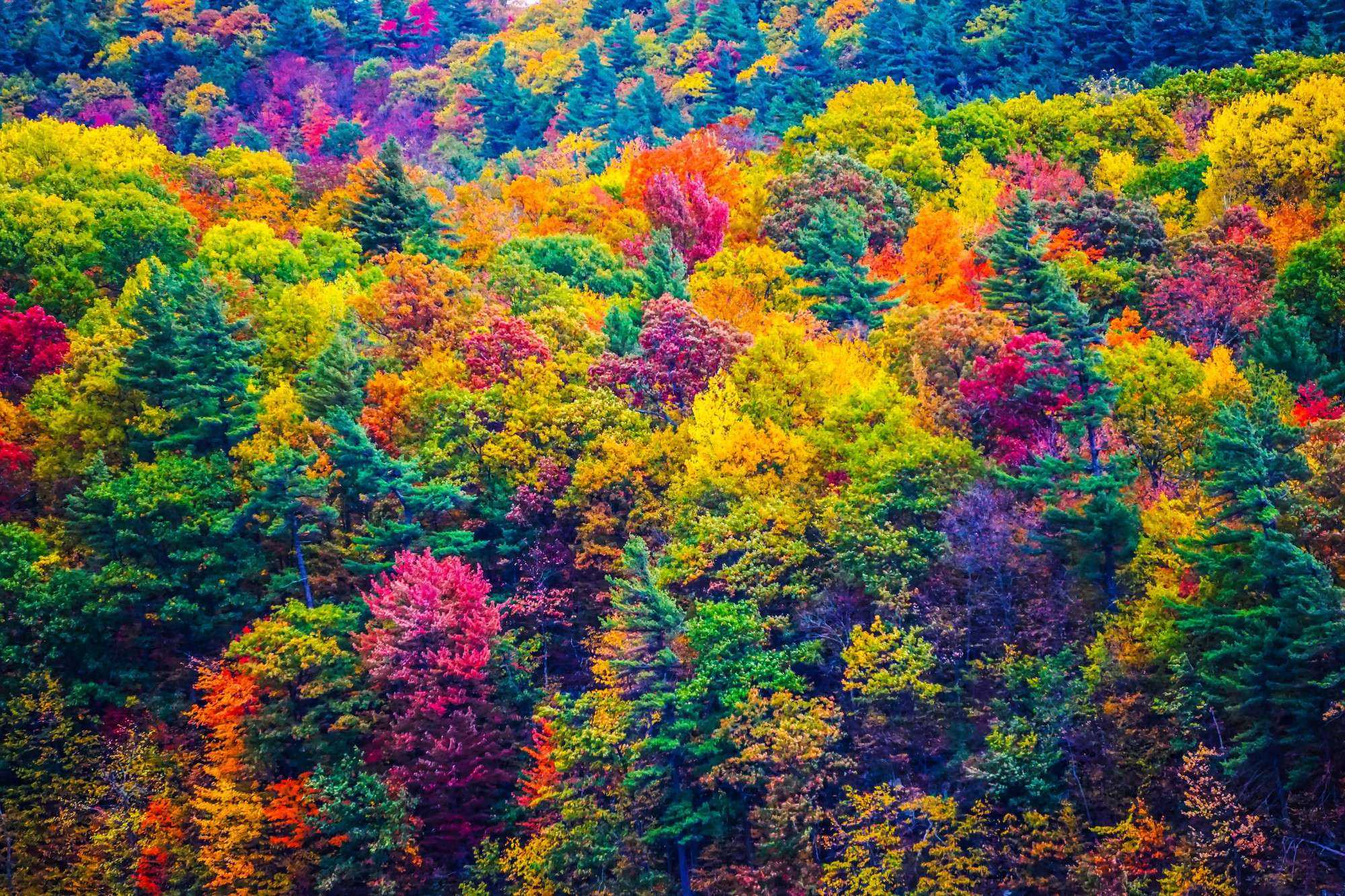 Ngắm phong cảnh đẹp đến ngoạn mục của những khu rừng vào mùa thu